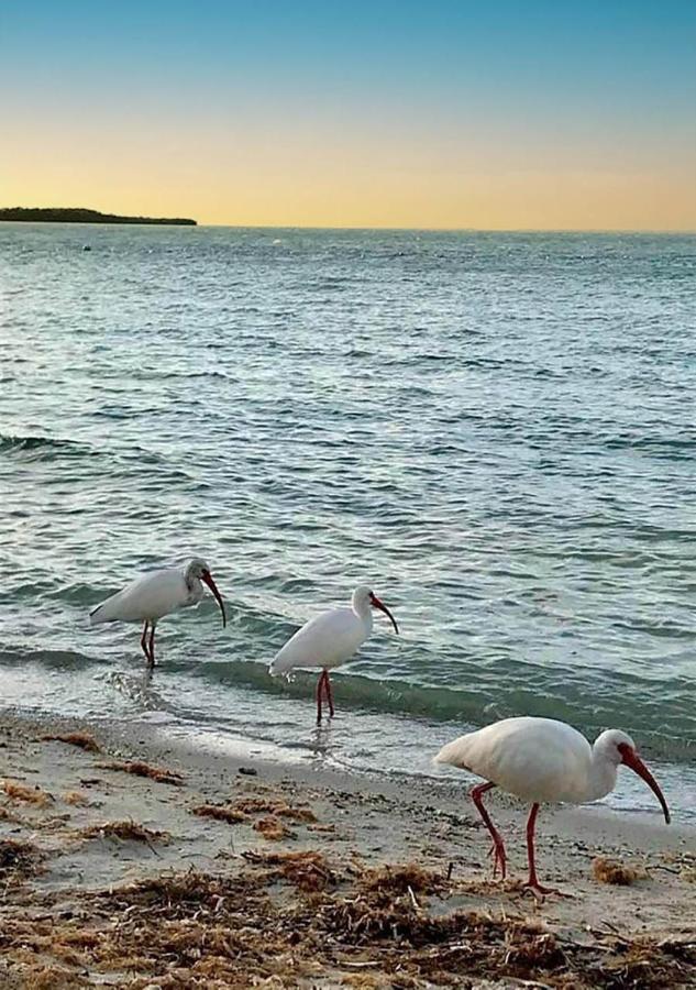 Sea Mist - Oceanfront-Lake-Kayak-Paddleboard-Bike Key Largo Esterno foto